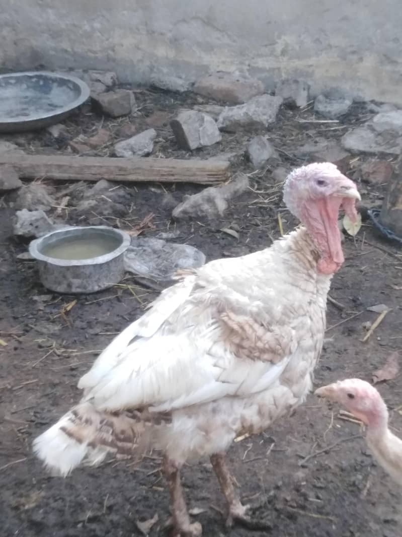 Turkey Full setup 0