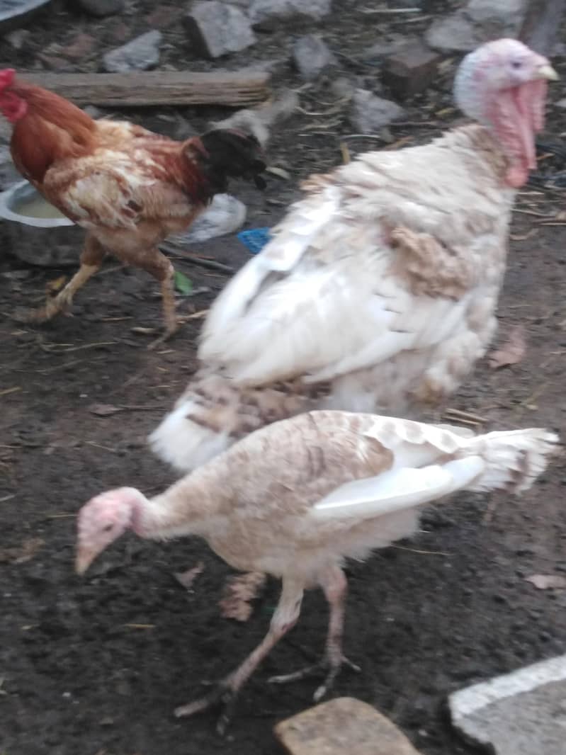 Turkey Full setup 1