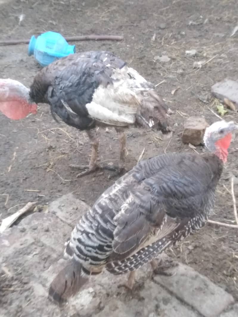 Turkey Full setup 2