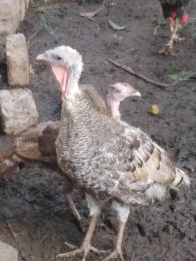 Turkey Full setup 3