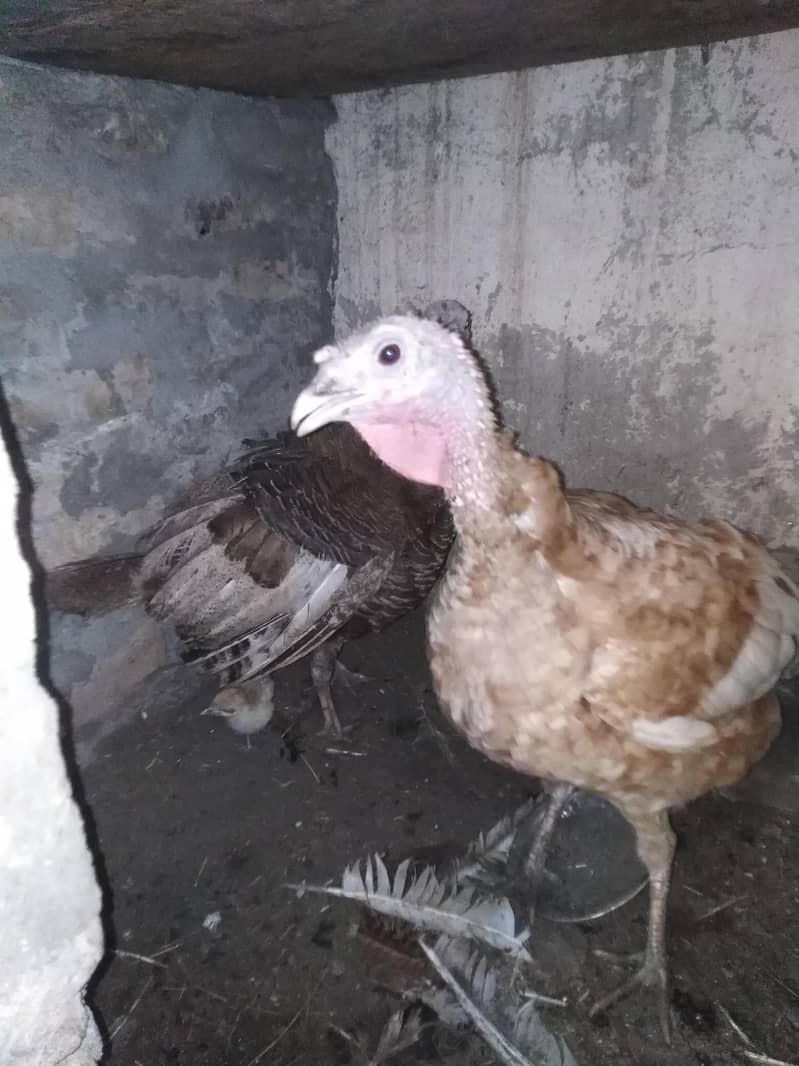 Turkey Full setup 4
