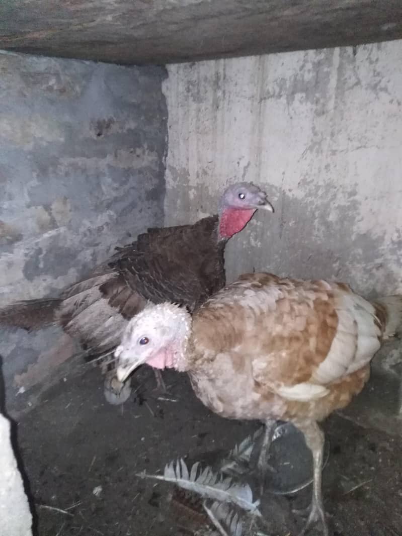 Turkey Full setup 5