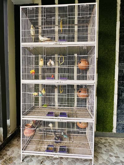 Lovebirds, Cocktails, Australian Parrots