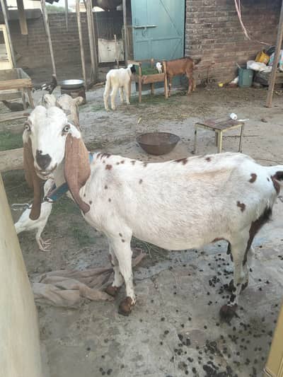 gabban bakri