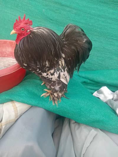 silkie and bantam male(both)
