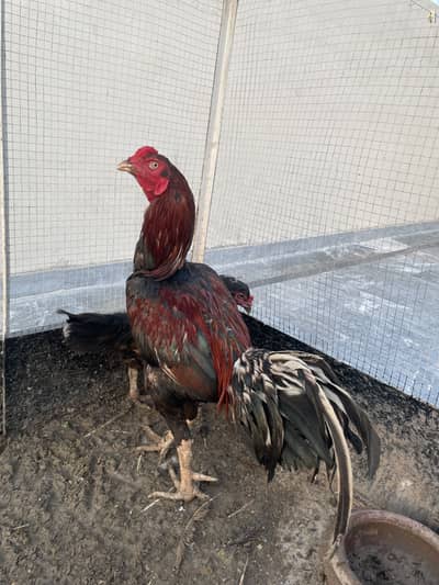 2 aseel pairs & 1 male r available for sale