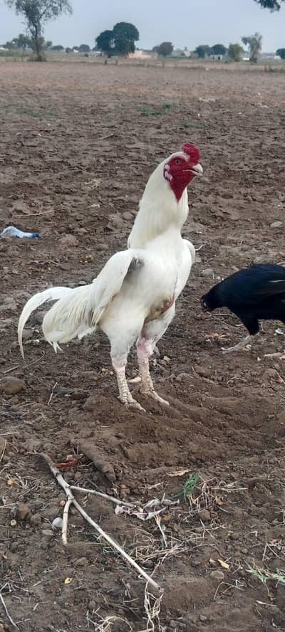 aseel heigh quality herra pair with 3 chicks for sale