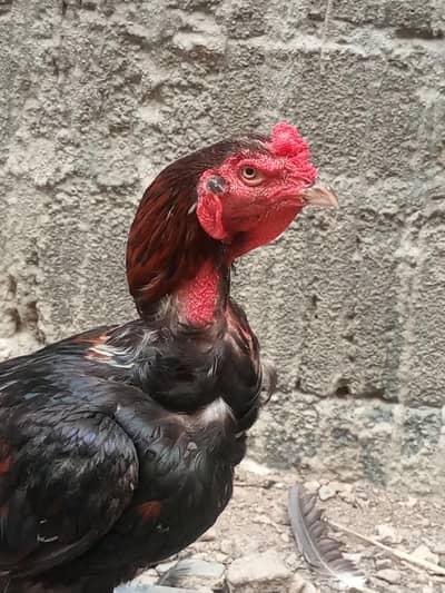 Pure Aseel Jawan Pattha (Home Bred - Active & Healthy)