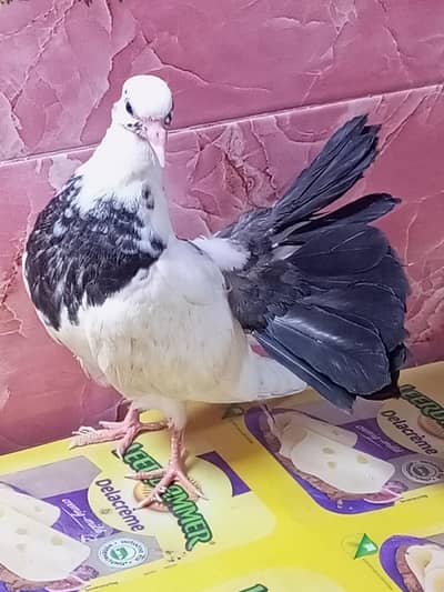 Pair of Fantail Pigeons