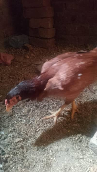 Aseel Hen with 2 chicks for sale price 3500