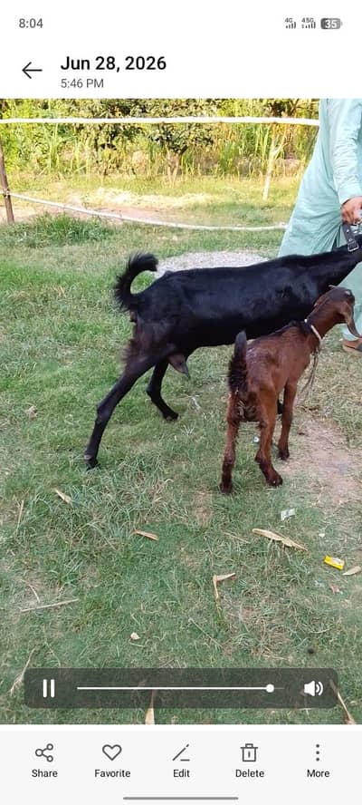 bakri