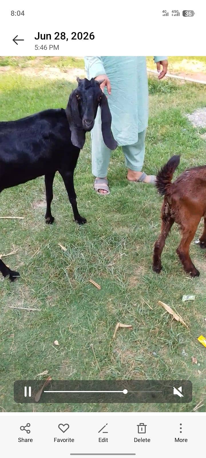 bakri 3