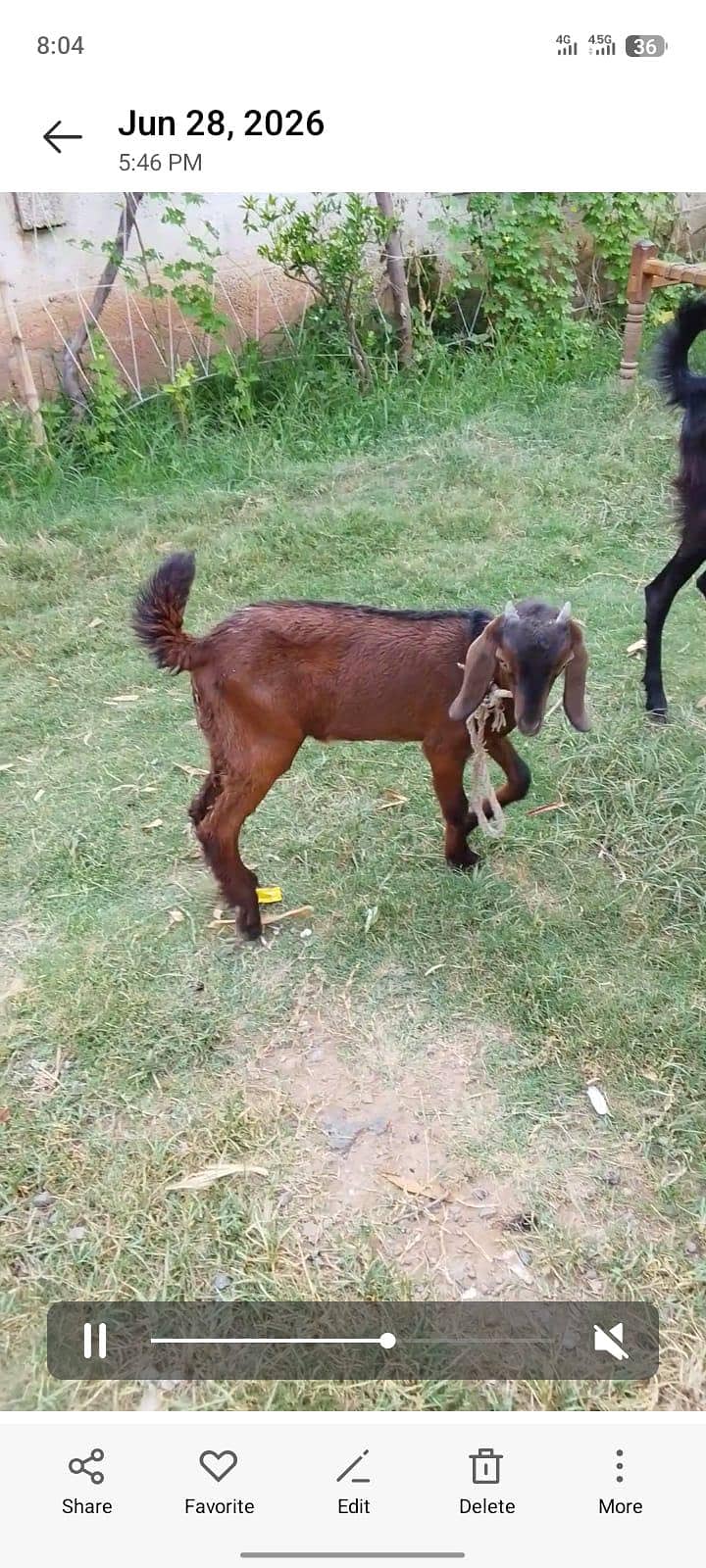 bakri 4
