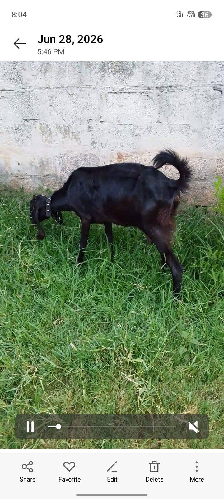 bakri 5