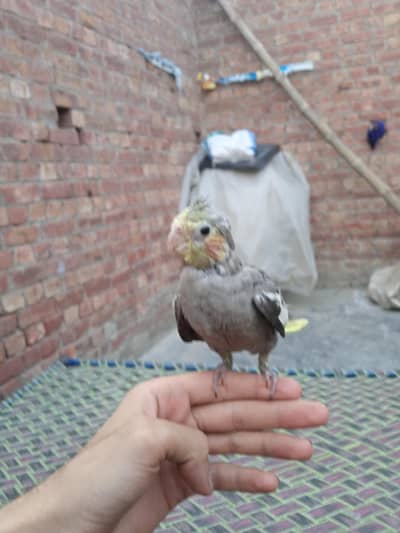 hand tame cocktail beautiful tame zero bite