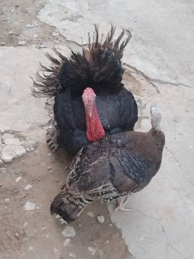 turkish pair