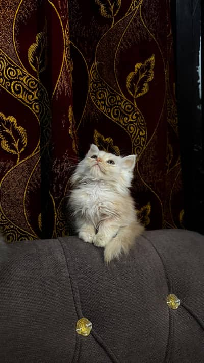 3-Month-Old Persian Heavy Coat Kitten | Healthy & Playful