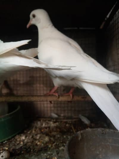 white doves red eyes