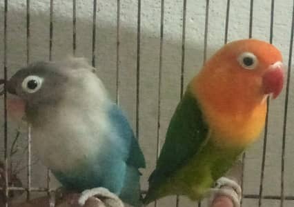 Lovebird Female Pair For Sale