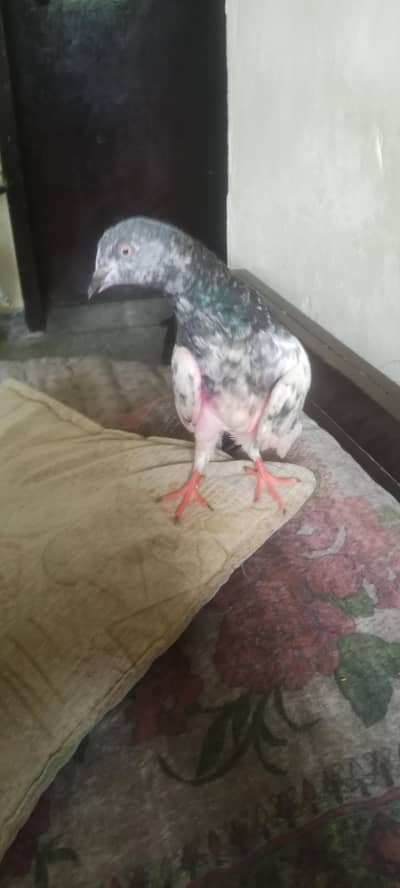 Option 1 (Urdu):2 White Pigeon Healthy Pair for Sale (Urgent Sale