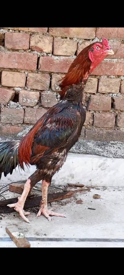 KAMALIYA+Kaly nawab premium breed available for sale 03294548836