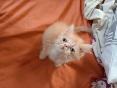Pure peke face kitten female of 2 months