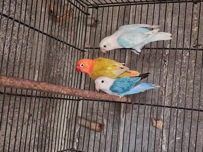 Top Quality Love birds nails tail fly everything is good ALHUMDULILLAH