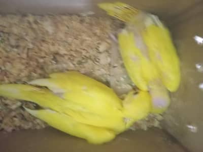 yellow ring neck chicks