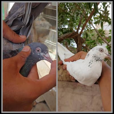 pair for sale.