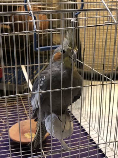 Cocktail Parrot for Sale