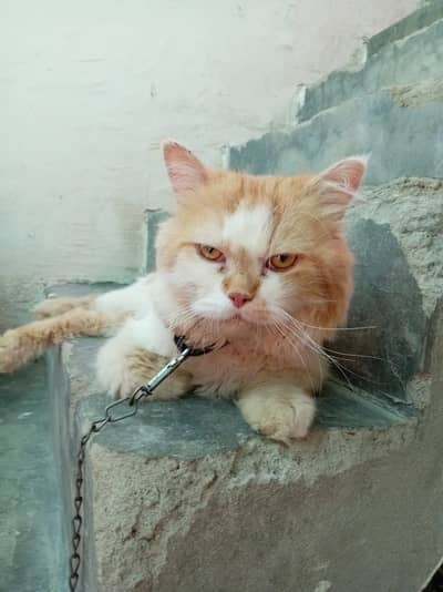 1 Year Old Male Persian Cat Fluffy Long Hairs