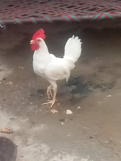 Murga