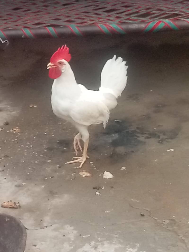 Murga 0