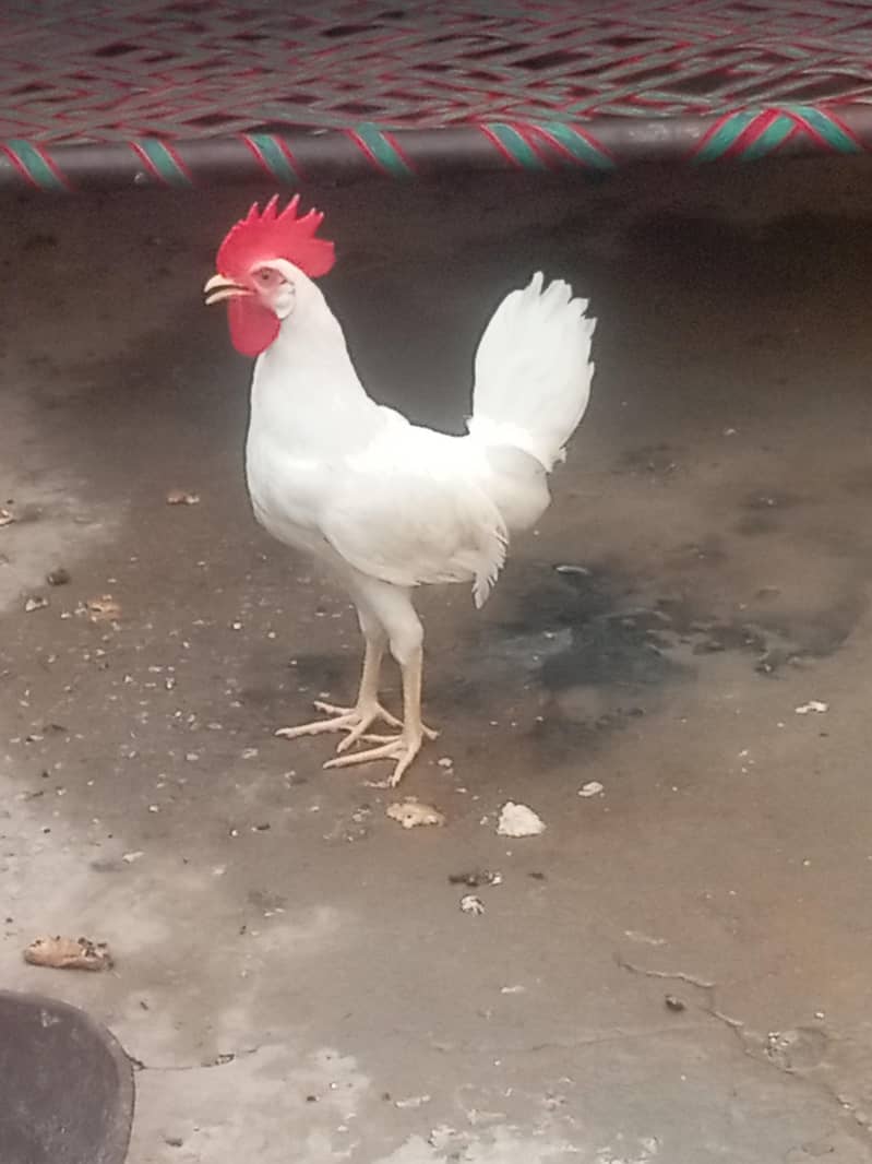 Murga 1