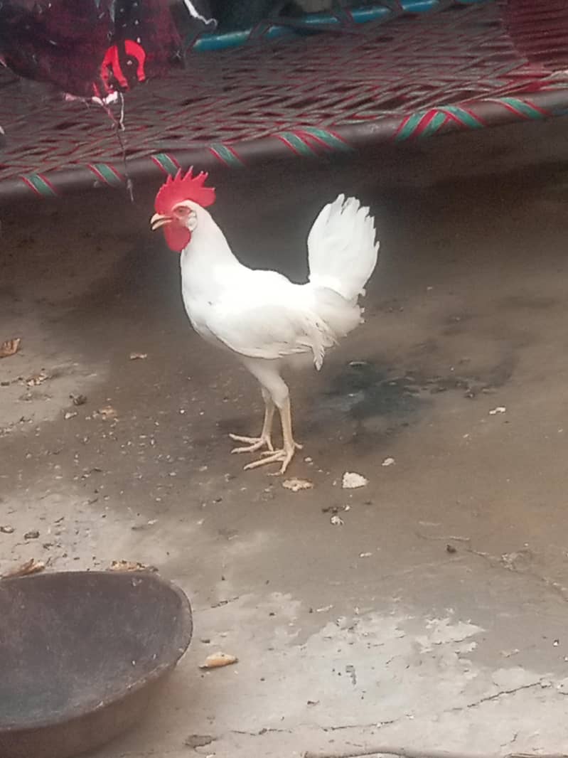 Murga 2