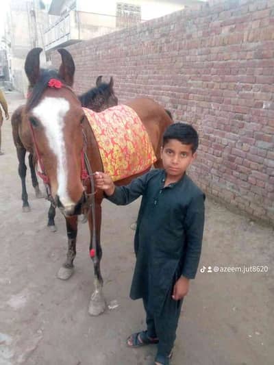 Azeemjutt 