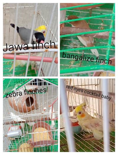 finches and cocktail red eyes baby available