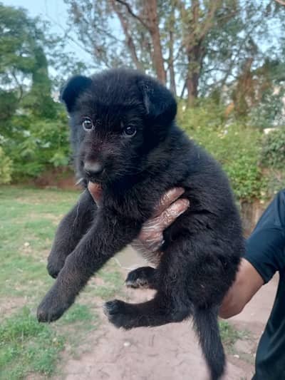 PURE Black GERMAN SHEPHERD PUPPIES PAIR FOR SALE