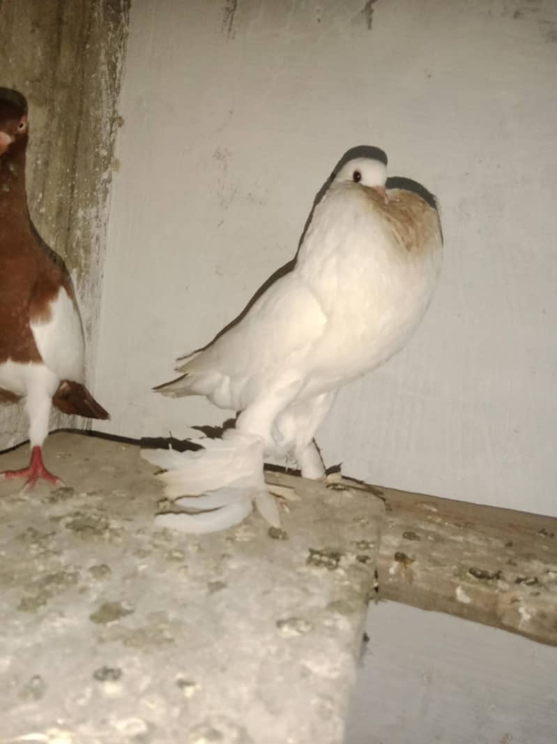 breader pair 1