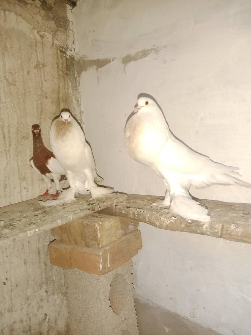 breader pair 2