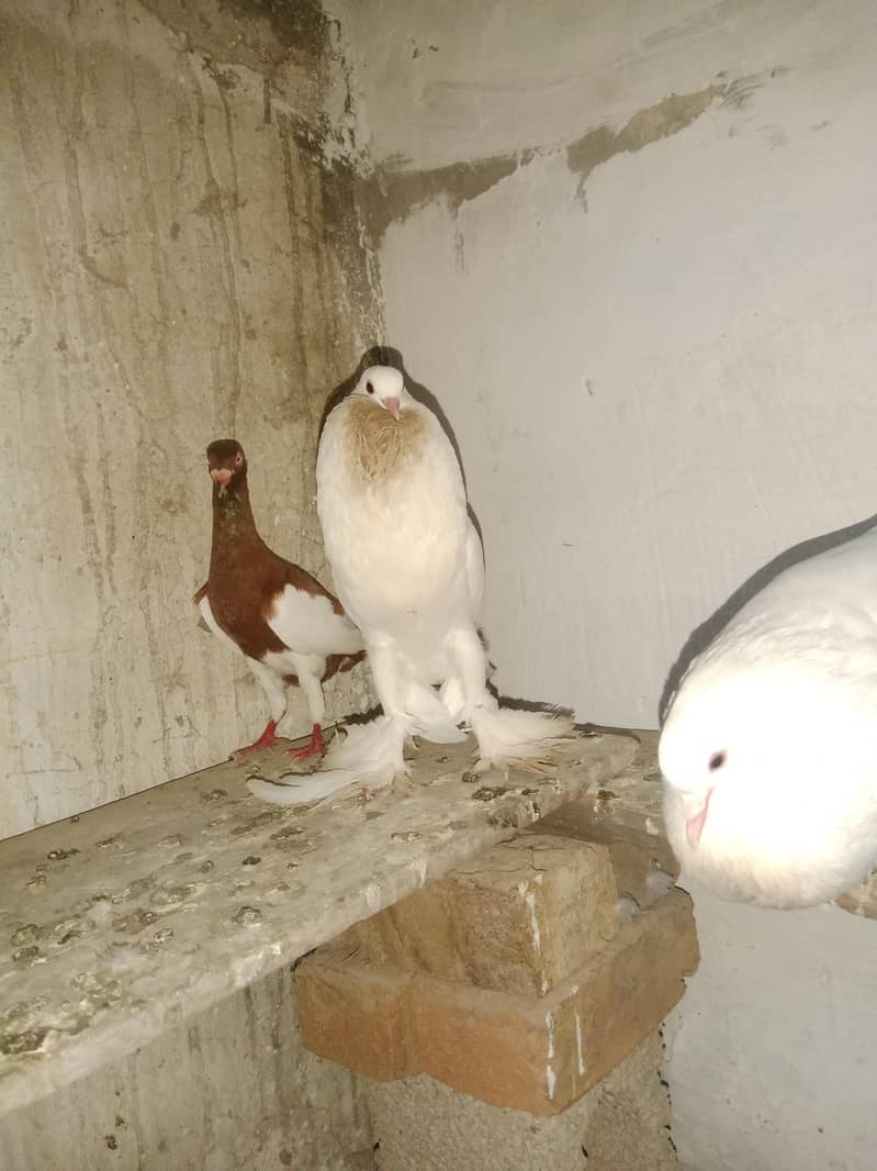 breader pair 3