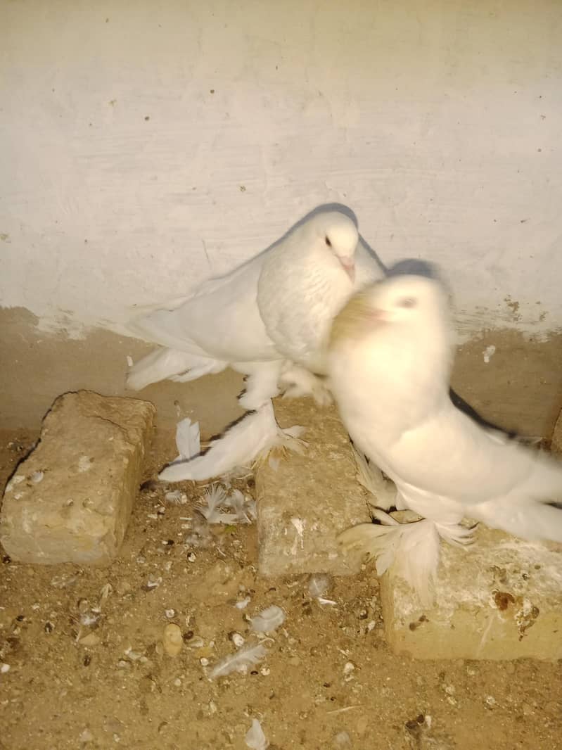 breader pair 5