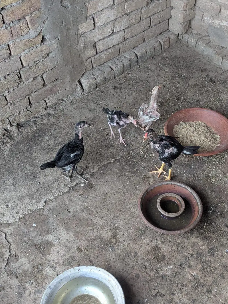 Aseel Chick 19 Chicks