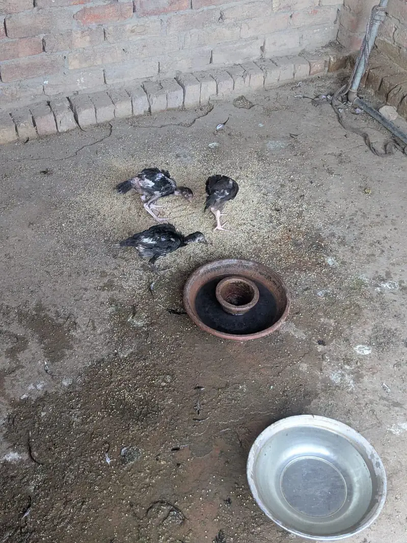 Aseel Chick 19 Chicks — photo 2