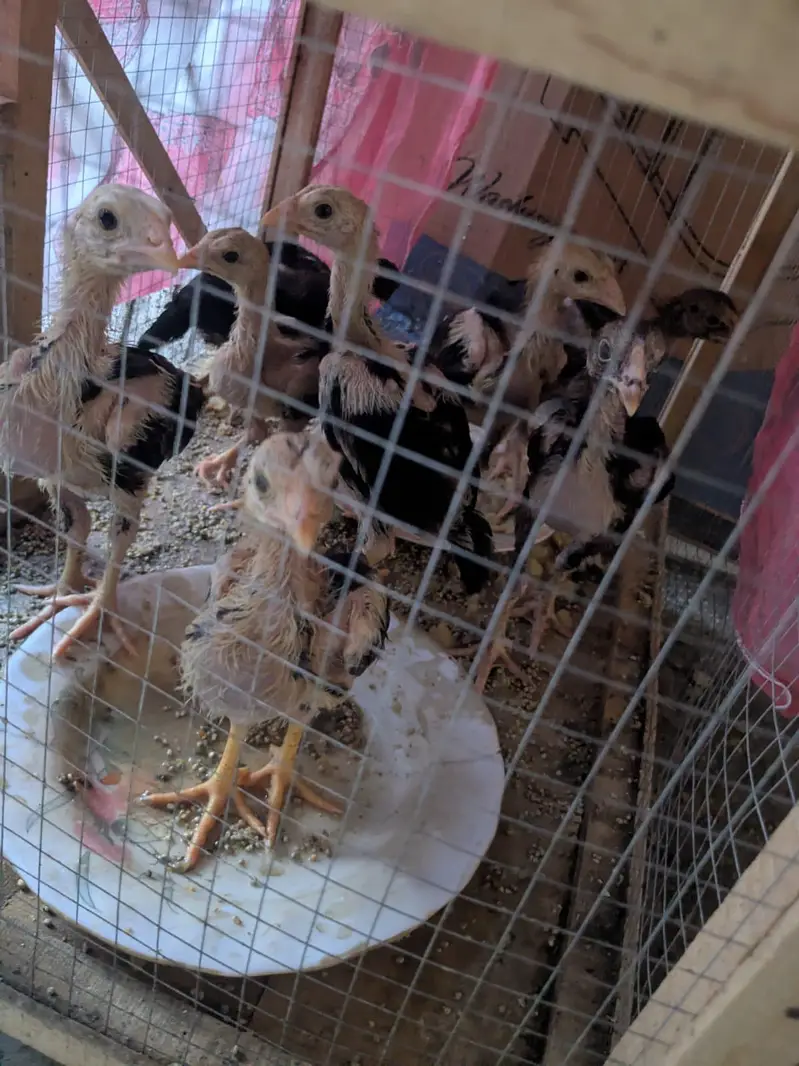 Aseel Chick 19 Chicks — photo 3