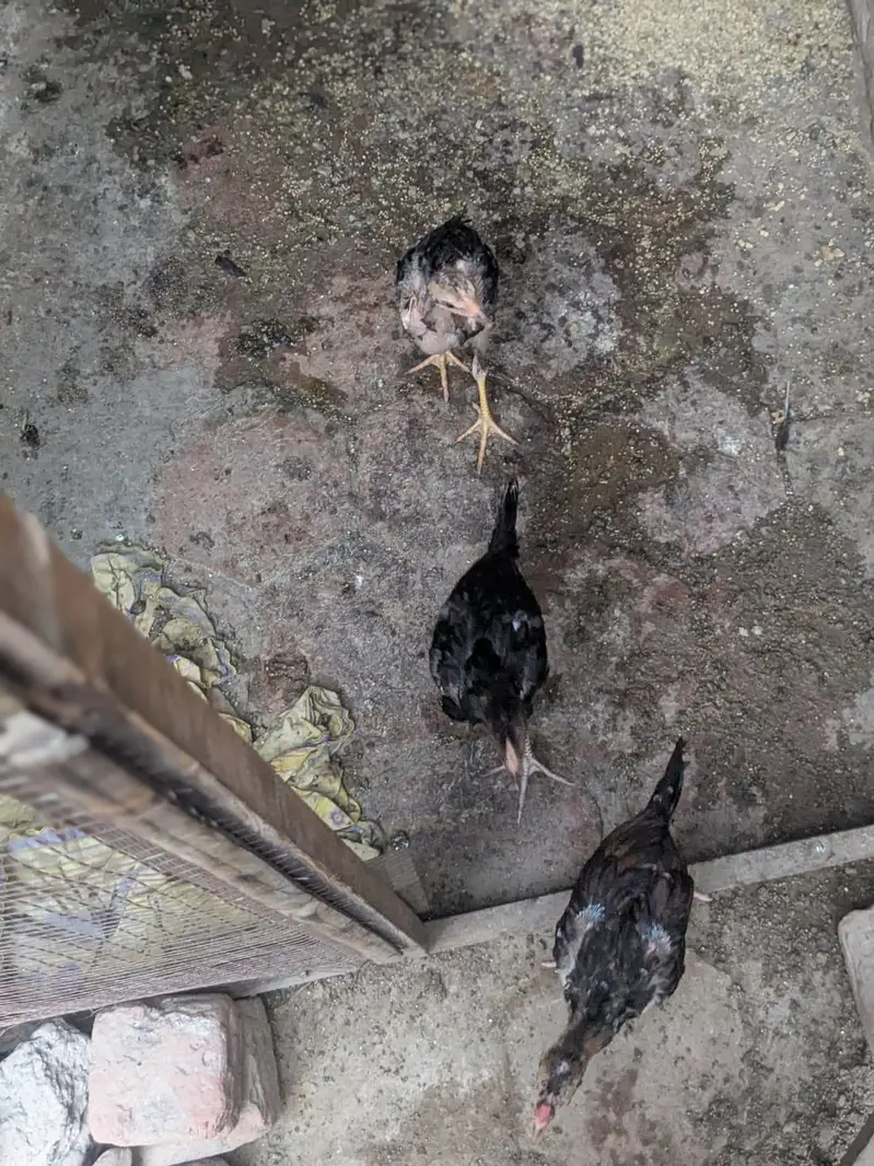 Aseel Chick 19 Chicks — photo 4