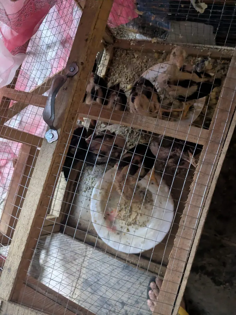 Aseel Chick 19 Chicks — photo 5