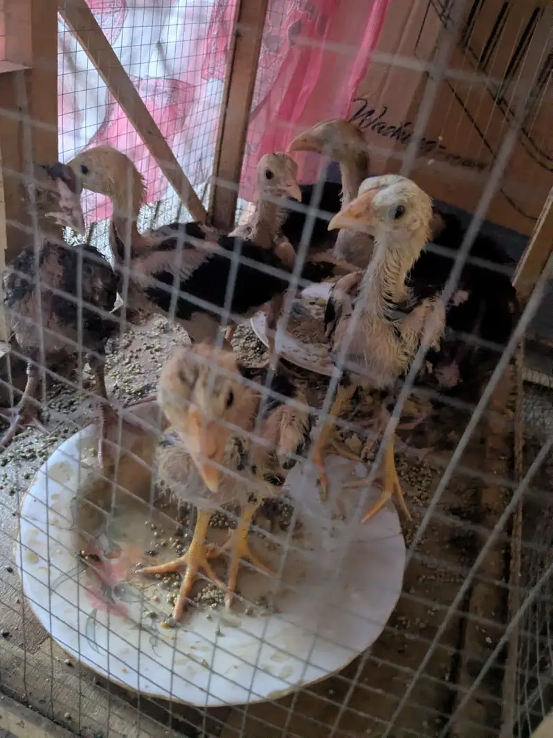 Aseel Chick 19 Chicks — photo 6
