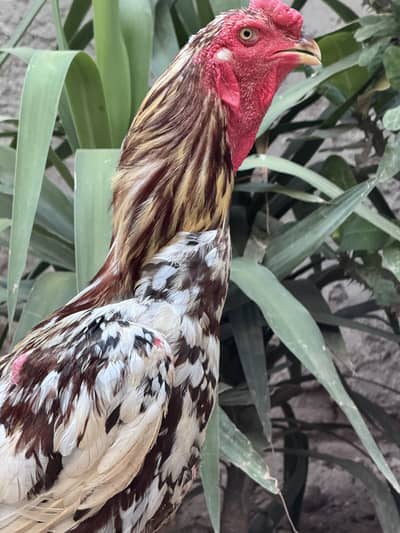 Parrot Beak cross Shamo Aseel