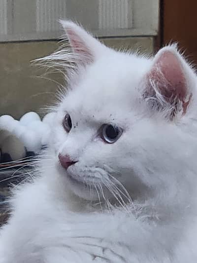 Persian Cat